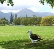 An albatross sits under a tree on the Makai Lakes nine. 