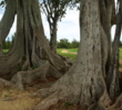 Giant ironwood trees give the ninth on the Arnold Palmer Course at Turtle Bay Resort plenty of character.