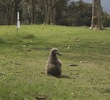 An albatross sits next to the sixth fairway at Makai Golf Club. 