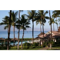 During whale season it's not uncommon to see whale breaches right in front of the Sheraton Maui Resort & Spa.